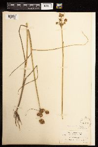 Juncus torreyi image