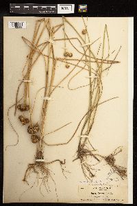 Juncus torreyi image