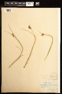 Juncus torreyi image