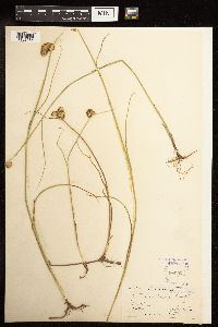 Juncus torreyi image