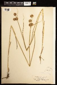 Juncus torreyi image