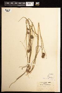 Juncus torreyi image