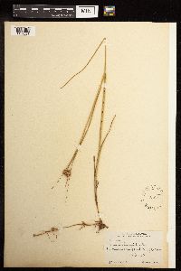 Juncus torreyi image
