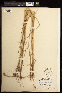 Juncus torreyi image