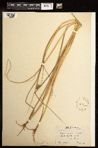 Juncus torreyi image