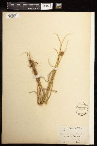 Juncus torreyi image