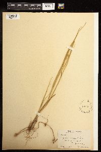 Juncus torreyi image