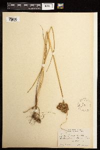 Juncus torreyi image