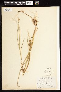 Juncus torreyi image