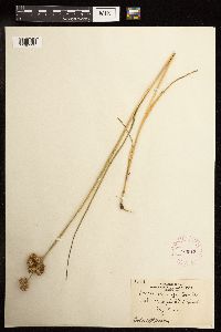 Juncus torreyi image