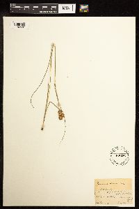 Juncus torreyi image