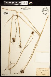 Juncus torreyi image