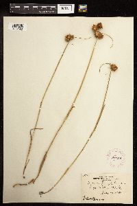 Juncus torreyi image