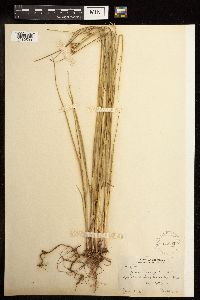 Juncus torreyi image