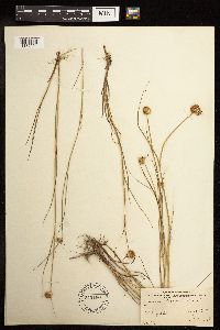 Juncus torreyi image