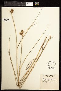 Juncus torreyi image
