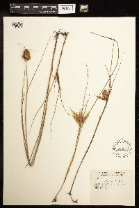 Juncus torreyi image