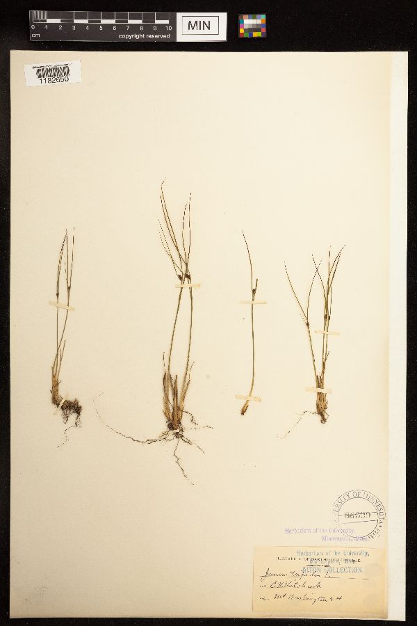 Juncus image