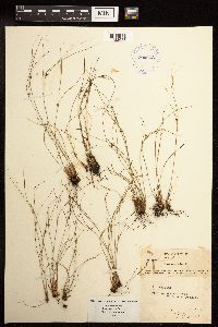 Juncus trifidus image