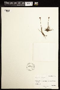 Juncus triglumis image