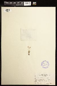 Juncus triglumis image