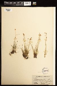 Juncus triglumis image