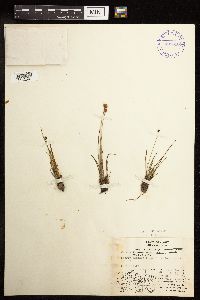 Juncus triglumis image