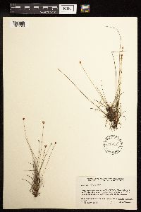 Juncus triglumis image