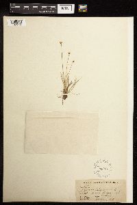 Juncus triglumis image