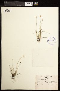 Juncus triglumis image
