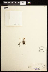 Juncus triglumis image