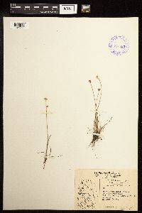 Juncus triglumis image
