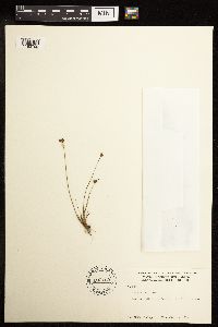 Juncus triglumis image
