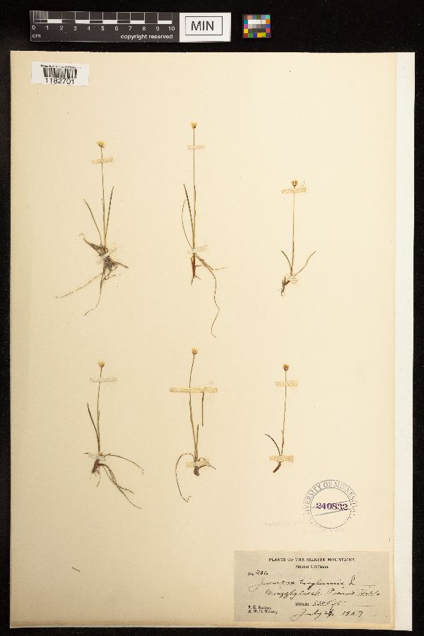 Juncus triglumis image