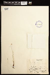 Juncus triglumis image