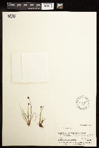 Juncus triglumis image