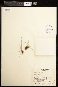 Juncus triglumis image