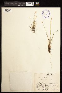 Juncus triglumis image