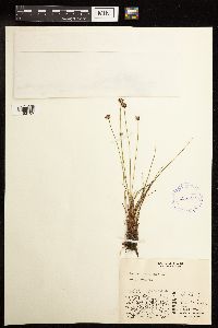 Juncus triglumis image