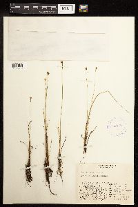 Juncus triglumis image