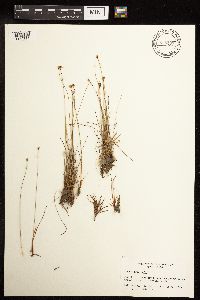 Juncus triglumis image