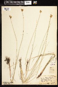 Juncus vaseyi image