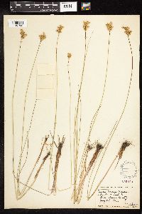 Juncus vaseyi image