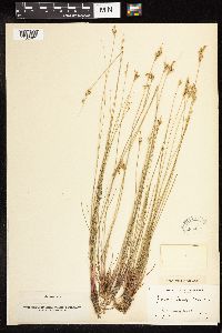 Juncus vaseyi image
