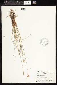 Juncus vaseyi image