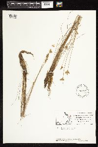 Juncus vaseyi image