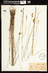 Juncus vaseyi image