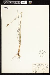 Juncus vaseyi image
