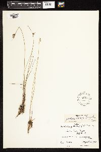 Juncus vaseyi image