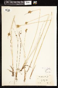 Juncus vaseyi image